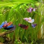 Is Betta Fish a Good Pet