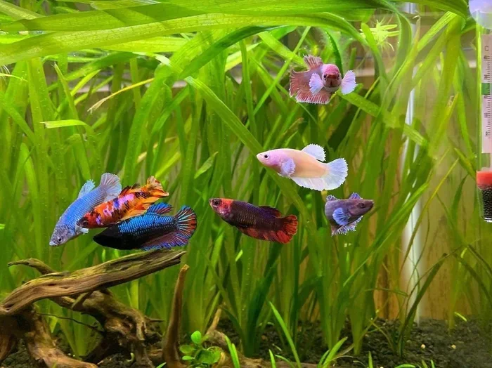 Is Betta Fish a Good Pet