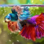What Do Betta Fish Like to Play With