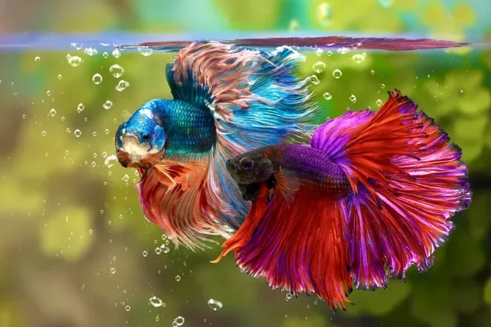 What Do Betta Fish Like to Play With