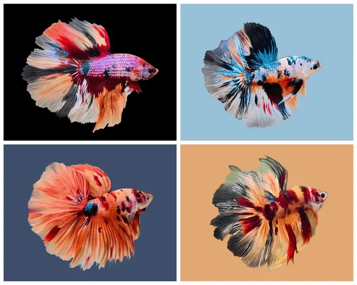 How Much Will a Betta Fish Cost