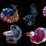 What Betta Fish to Get