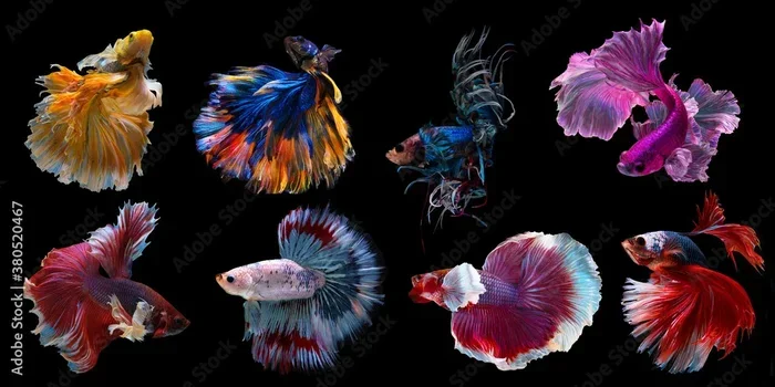 What Betta Fish to Get