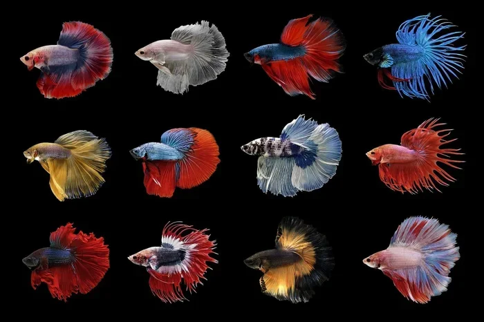 How Many Species of Betta Fish Are There