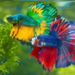 Is a Betta Fish Invertebrate or Vertebrate