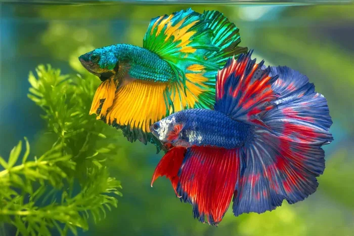 Is a Betta Fish Invertebrate or Vertebrate