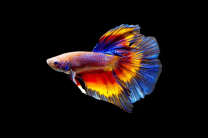 How Many Different Betta Fish Are There