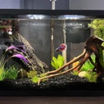 How Long Do Betts Fish Live