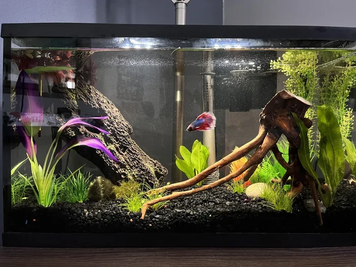 How Long Do Betts Fish Live