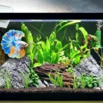 How Long to Betta Fish Usually Live