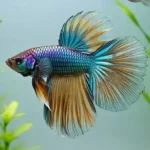 How Many Ounces of Water Does a Betta Fish Need