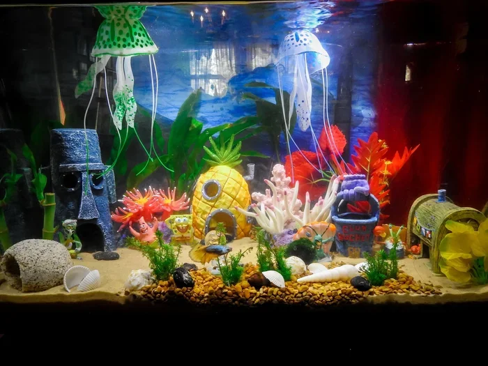 Are Betta Fish Social