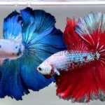 Can a Betta Fish Live in a 20 Gallon Tank