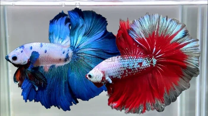 Can a Betta Fish Live in a 20 Gallon Tank