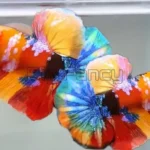 Can a Betta Fish Live in a 5 Gallon Tank
