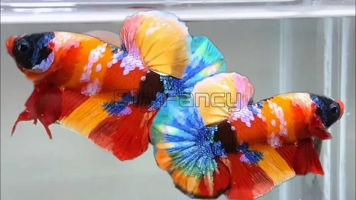 Can a Betta Fish Live in a 5 Gallon Tank