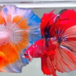 How Much Water Does My Betta Fish Need
