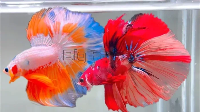 How Much Water Does My Betta Fish Need