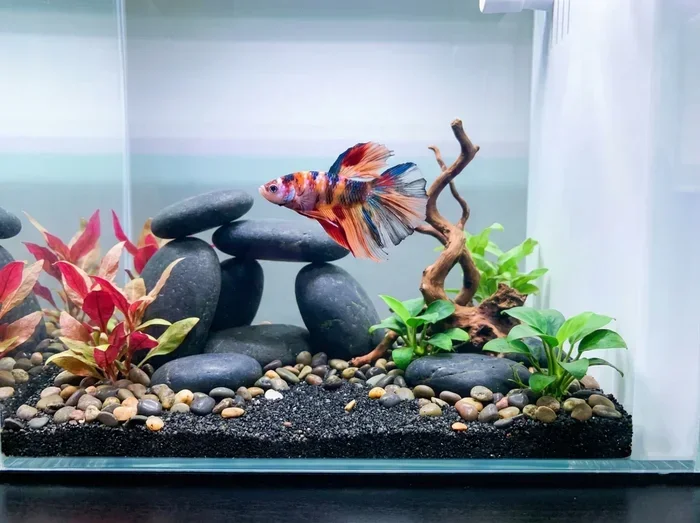 How to Care for Your Betta Fish Tips