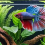 How to Raise the Happiest Healthiest Betta Fish
