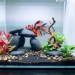 How to Stimulate a Betta Fish