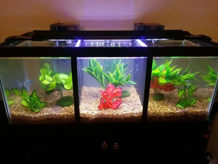 Is Betta Fish Water Dangerous to Humans