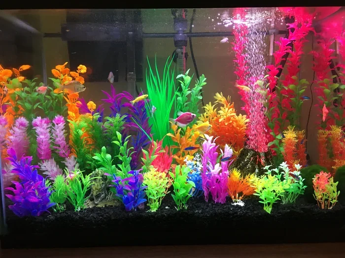 What Is Needed for a Betta Fish Tank