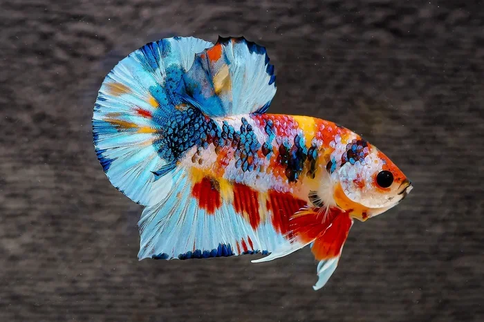 How Many Different Kinds of Betta Fish