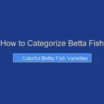 How to Categorize Betta Fish