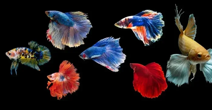 How Many Breeds of Betta Fish Are There