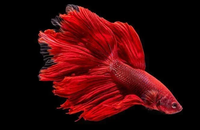 How Much Do Betta Fish Cost Walmart