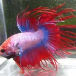 How to Care for a Crowntail Betta Fish