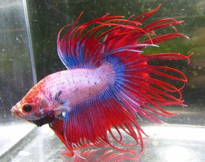 How to Care for a Crowntail Betta Fish