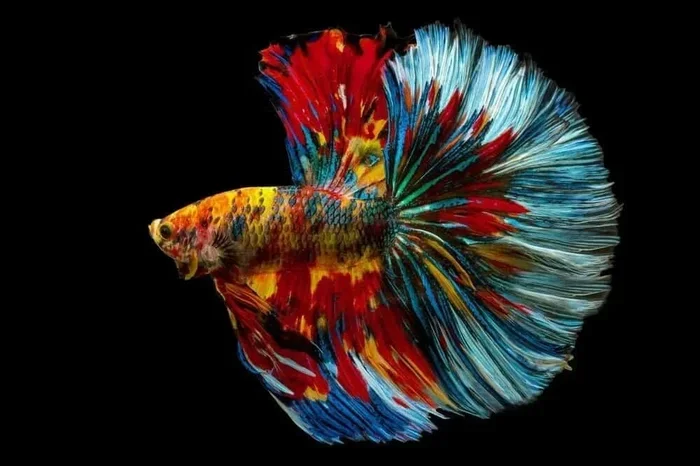 How Much Is the Fancy Betta Fish