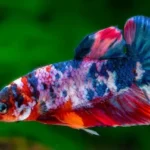How to Take Care of a Koi Betta Fish