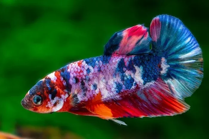 Are Koi Betta Fish Rare