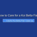 How to Care for a Koi Betta Fish