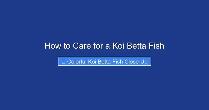 How to Care for a Koi Betta Fish