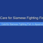 How to Care for Siamese Fighting Fish Betta