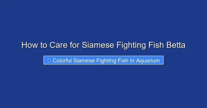 How to Care for Siamese Fighting Fish Betta