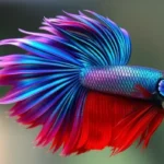 How to Take Care of Veiltail Betta Fish