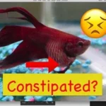 Is My Betta Fish Constipated