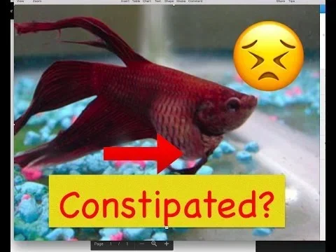 Is My Betta Fish Constipated