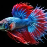 How to Take Care of a Crown Fish Betta