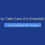 How Do You Take Care of a Crowntail Betta Fish