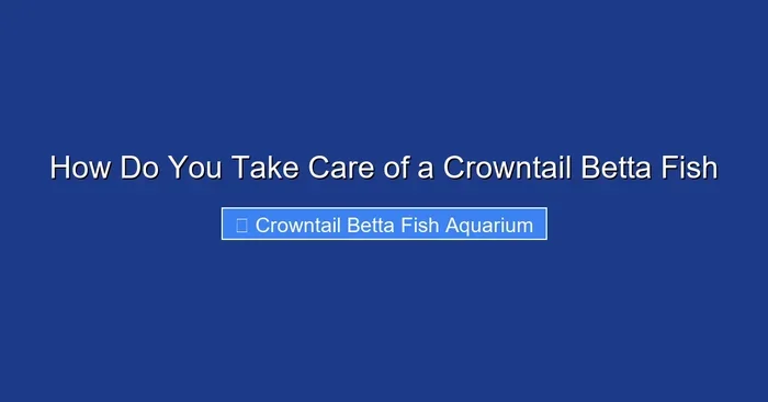 How Do You Take Care of a Crowntail Betta Fish