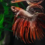 How Often to Feed a Crowntail Betta Fish