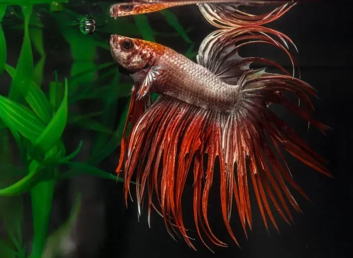 How Often to Feed a Crowntail Betta Fish