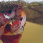 How Do Crowntail Betta Fish Mate