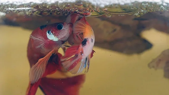 How Do Crowntail Betta Fish Mate